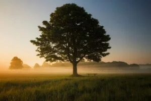 Can trees grow to the sky? How to correctly estimate the value of an IT business